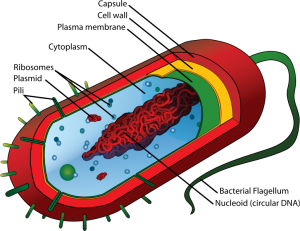 Average-prokaryote-cell-en-800px